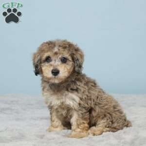 Izzy, Miniature Poodle Puppy